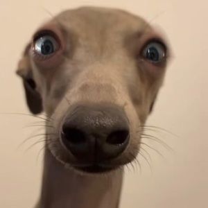 Meet your Posher, Emery